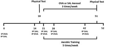 Physical Exercise Induces Immunoregulation of TREG, M2, and pDCs in a Lung Allergic Inflammation Model